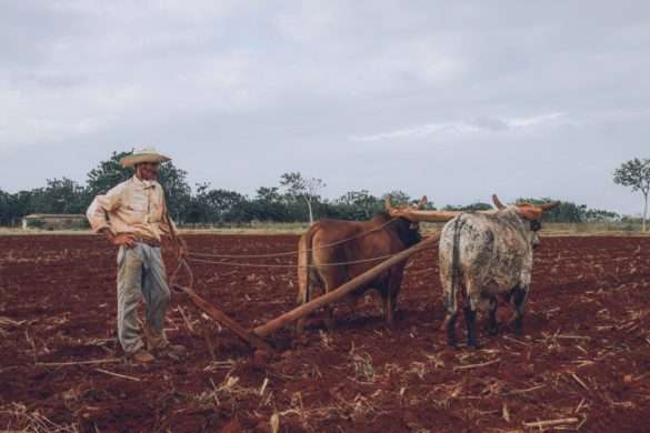 Photo of a farmer ploughing with oxen. A man and oxen